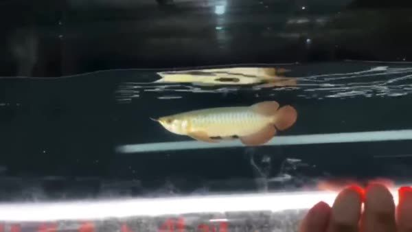 精品紅龍魚2025102011：精品紅龍魚2025102011養殖過程中需要注意一些細節