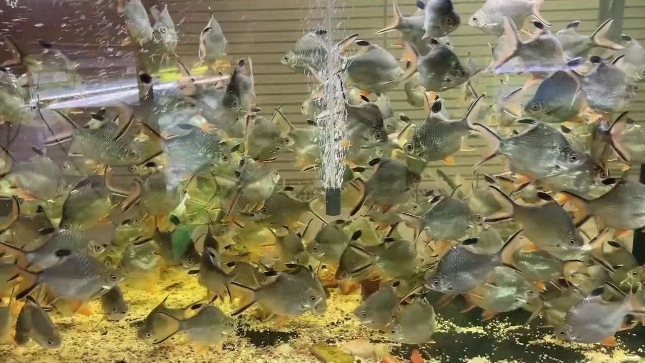 大量0號（O型）泰國鯽批發，大量0號（O型）泰國鯽批發供應，大量0號（O型）泰國鯽批發供應，大量0號（O型）泰國鯽批發供應