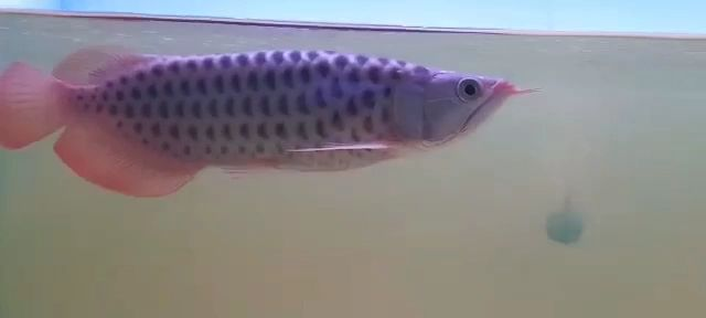 稀有巧克力紅龍魚,稀有巧克力紅龍魚是一種珍貴的觀賞魚,稀有巧克力紅龍魚,珍貴觀賞魚中的瑰寶,稀有巧克力紅龍魚,珍貴觀賞魚中的瑰寶,稀有巧克力紅龍魚,珍貴觀賞魚中的瑰寶,稀有巧克力紅龍魚,珍貴觀賞魚中的瑰寶,珍稀瑰寶,巧克力紅龍魚的獨特魅力,珍稀瑰寶,探索巧克力紅龍魚的獨特魅力