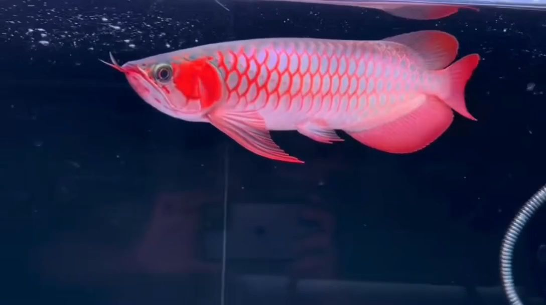 兩條精品紅龍魚：兩條精品紅龍魚的飼養