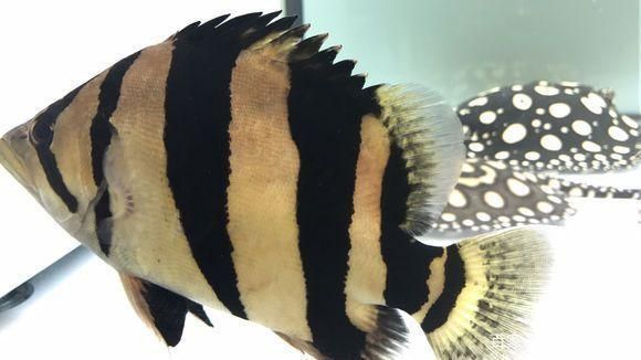 泰虎魚疾病預防措施，泰虎魚常見疾病早期癥狀預防措施，泰虎魚混養搭配技巧