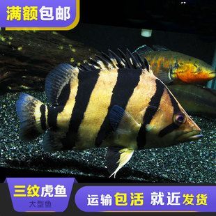 泰虎魚疾病預防措施，泰虎魚常見疾病早期癥狀預防措施，泰虎魚混養搭配技巧