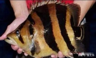 泰虎魚疾病預防措施，泰虎魚常見疾病早期癥狀預防措施，泰虎魚混養搭配技巧