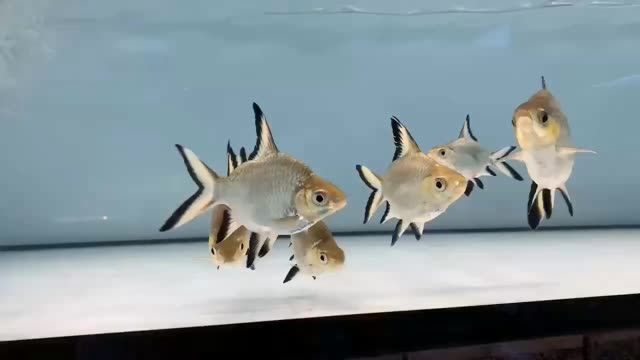銀鯊魚：銀鯊魚是一種生活在深海區域的魚類，銀鯊魚的生態學特征及其對環境的影響 銀鯊魚：銀鯊魚是一種生活在深海區域的魚類，銀鯊魚的生態學特征及其對環境的影響 混養魚（配魚）