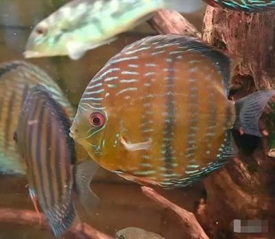 20厘米的紅龍魚年齡（ 20公分紅龍魚苗怎樣養）