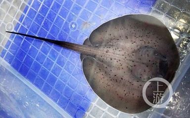 魟魚剪刺：剪掉魟魚的尾刺是一個重要的安全措施