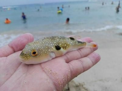 魟魚尾巴爛了怎么辦：魟魚尾巴爛了怎么辦，[需手動填充]魚尾巴爛了怎么辦，處理方法和建議