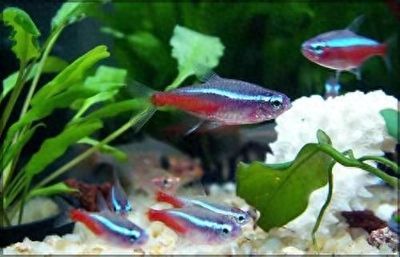 觀賞魚混養搭配指南，觀賞魚混養搭配指南，旨在為水族愛好者提供一種科學合理的方式