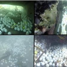 球鯊魚在生態系統中的作用，球鯊魚在生態系統中扮演著什么角色？