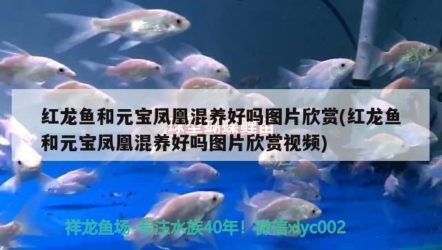 紅龍魚和元寶鳳凰混養(yǎng)好嗎圖片欣賞(紅龍魚和元寶鳳凰混養(yǎng)好嗎圖片欣賞視頻)