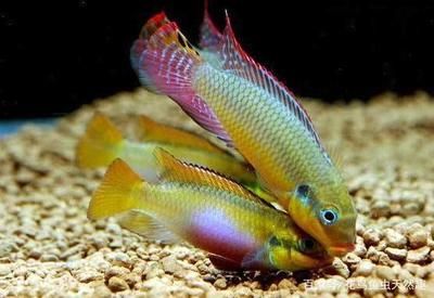 元寶鳳凰魚專用飼料購買：元寶鳳凰魚專用飼料及牌推薦