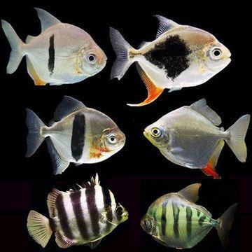 虎紋銀板魚食物選擇指南,虎紋銀板魚的食物選擇指南 虎魚百科 第5張 虎紋銀板魚食物選擇指南,虎紋銀板魚的食物選擇指南 虎紋銀板魚食物選擇指南,虎紋銀板魚的食物選擇指南 虎魚百科 第5張
