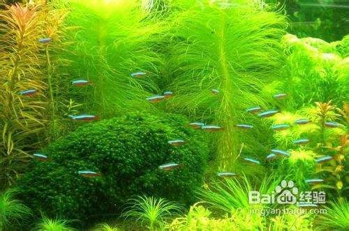 如何防止水族箱內水藻泛濫，防止水族箱內水藻泛濫的方法