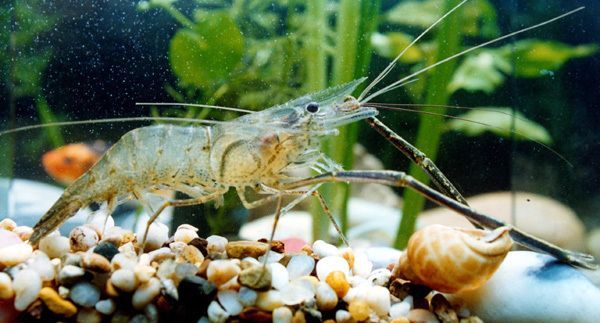 如何防止水族箱內水藻泛濫，防止水族箱內水藻泛濫的方法