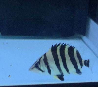 蘇虎魚最佳混養伙伴，適合與蘇虎魚混養的幾種魚類