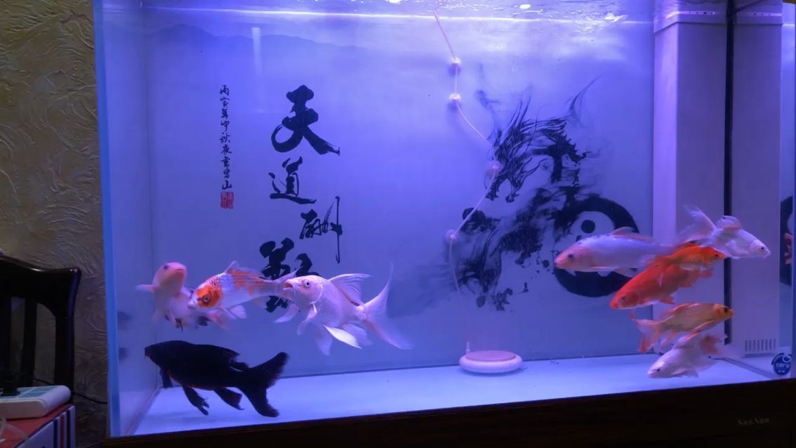 沈陽魚缸批發(fā)市場地址在哪里呀（沈陽魚缸生產廠家哪個的產品便宜）