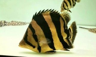 蘇虎魚最佳混養伙伴，適合與蘇虎魚混養的幾種魚類