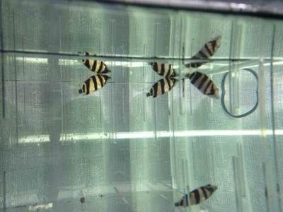 印尼三紋虎適宜水溫范圍，印尼三紋虎的適宜水溫范圍 印尼三紋虎適宜水溫范圍，印尼三紋虎的適宜水溫范圍 虎魚百科 第7張