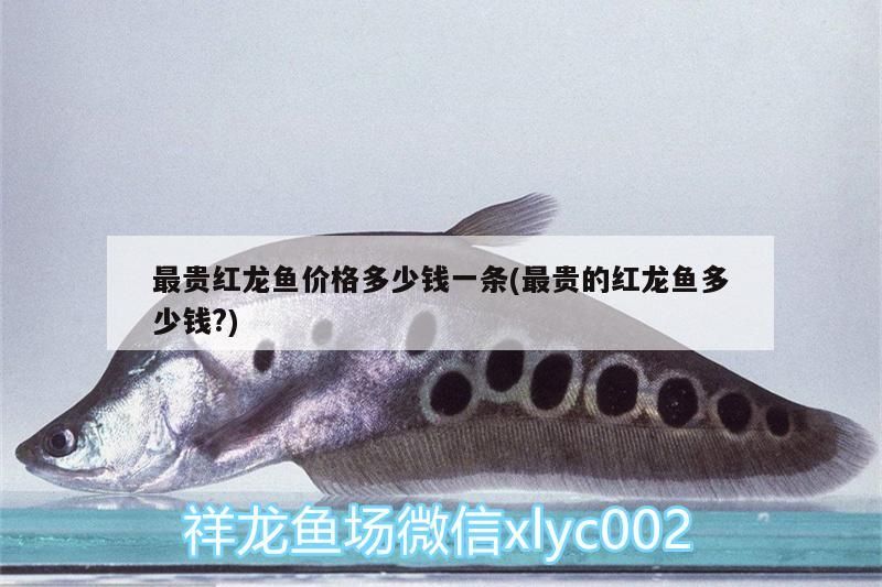 最貴紅龍魚(yú)價(jià)格多少錢一條(最貴的紅龍魚(yú)多少錢?)