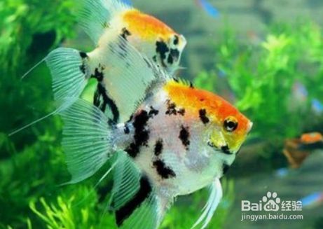 魚缸啥魚好養，如何選擇適合自己的魚缸