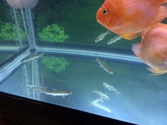 龍魚缸上濾效果怎么樣？，龍魚缸上濾系統的優勢