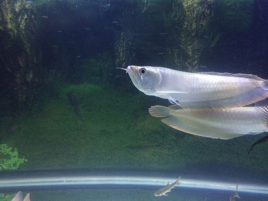 龍魚缸上濾效果怎么樣？，龍魚缸上濾系統的優勢