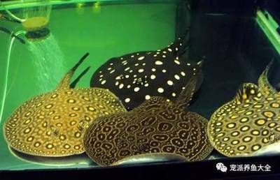 魟魚30度水溫可以嗎：魟魚30度的水溫可以嗎 魟魚30度水溫可以嗎：魟魚30度的水溫可以嗎 魟魚百科 第3張