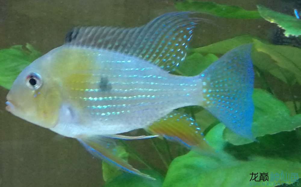 探索海洋之美，各種魚類圖片的視覺盛宴，探索海洋之美，一場絢麗多彩的魚類視覺盛宴