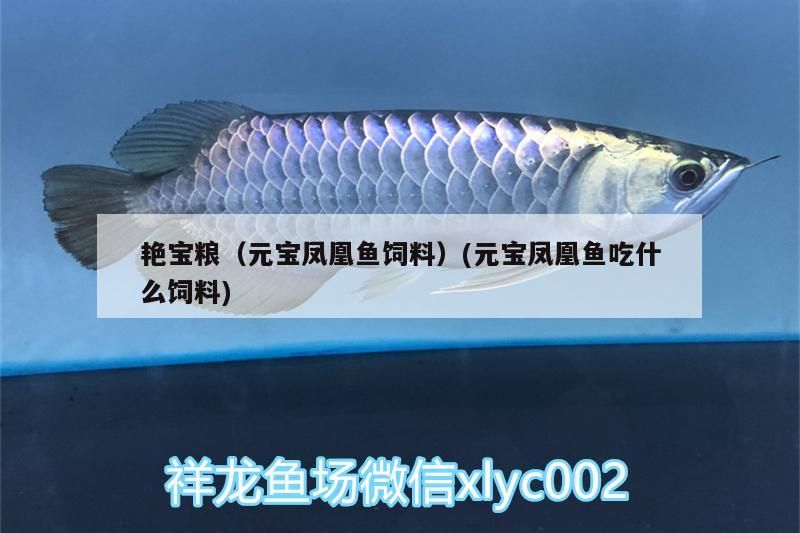 艷寶糧（元寶鳳凰魚飼料）(元寶鳳凰魚吃什么飼料)
