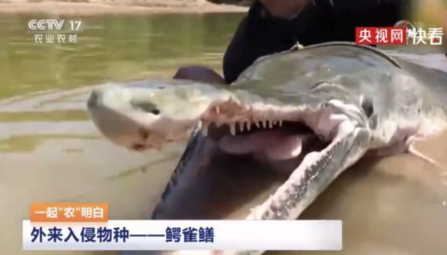 魚的圖片大全，探索海洋與淡水魚類的美麗世界，魚的圖片大全，探索海洋與淡水魚類的美麗世界