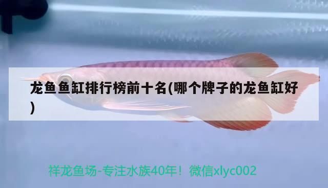 龍魚缸排名第一名是什么魚，龍魚缸排名第一名是什么魚2024年龍魚缸品牌排名