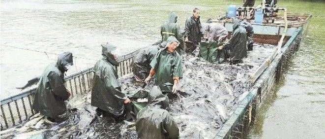日照哪里有做魚缸的廠 日照魚缸批發市場