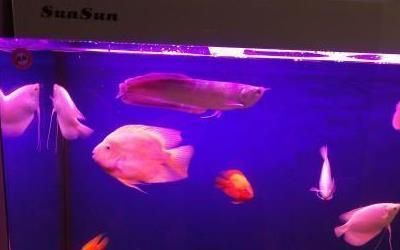 鸚鵡魚混養空間需求指南，鸚鵡魚混養水質管理技巧,如何避免鸚鵡魚混養爭斗