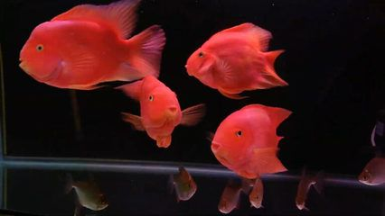 鸚鵡魚混養空間需求指南，鸚鵡魚混養水質管理技巧,如何避免鸚鵡魚混養爭斗