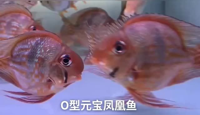 O型元寶鳳凰魚和祥龍進口元寶鳳凰魚你喜歡哪個？：o型元寶鳳凰魚和祥龍進口
