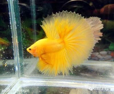 龍魚的魚缸溫度多少合適，龍魚的適宜水溫范圍