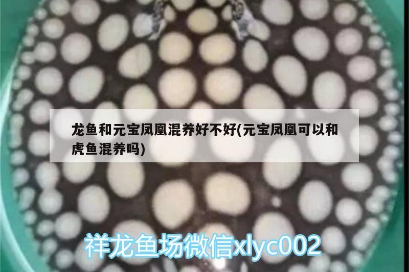 龍魚和元寶鳳凰混養好不好(元寶鳳凰可以和虎魚混養嗎)