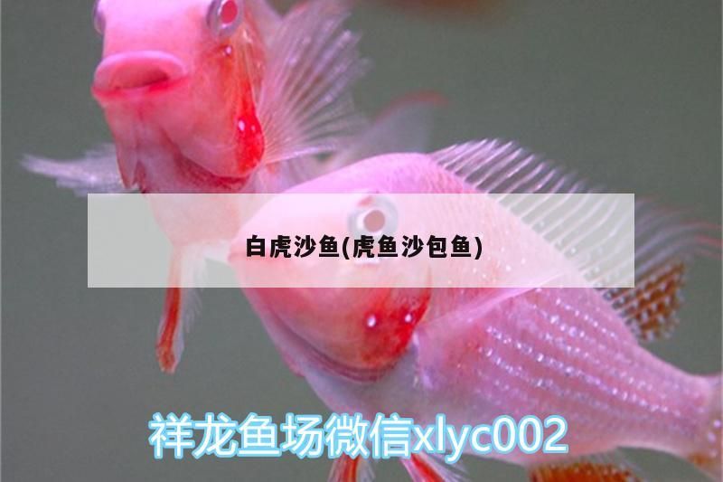 白虎沙魚(虎魚沙包魚)