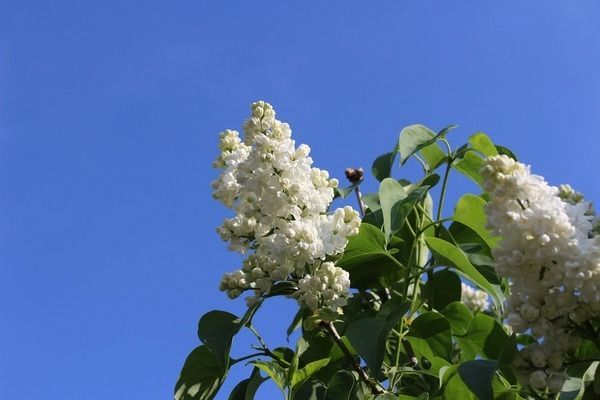 金老虎魚缸內植物配置，金老虎魚缸內植物的配置