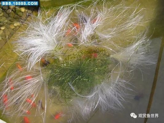 龍魚掉眼手術要多少錢