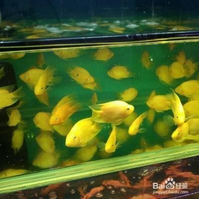 元寶鳳凰魚水質(zhì)管理技巧：元寶鳳凰魚的選購技巧