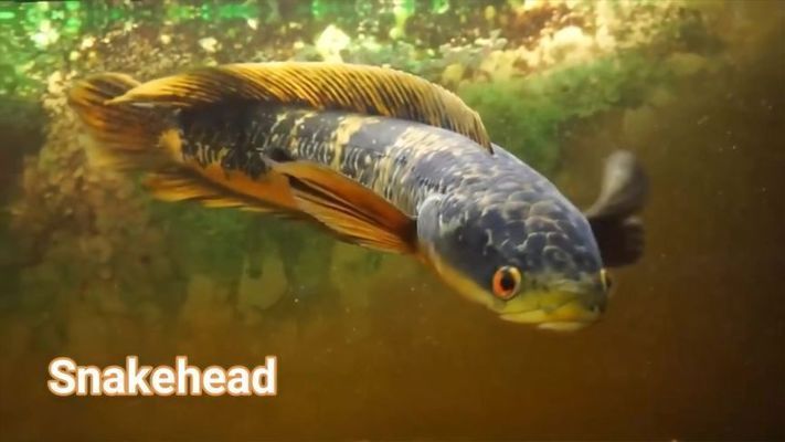 龍魚害怕加配魚，如何挑選適合龍魚的配魚 龍魚害怕加配魚，如何挑選適合龍魚的配魚 虎魚百科 第4張