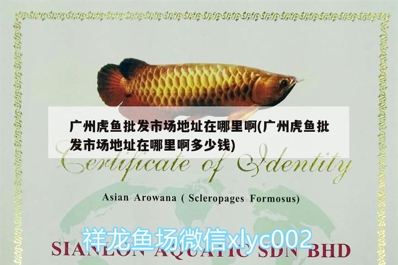 廣州虎魚批發市場地址在哪里啊(廣州虎魚批發市場地址在哪里啊多少錢)