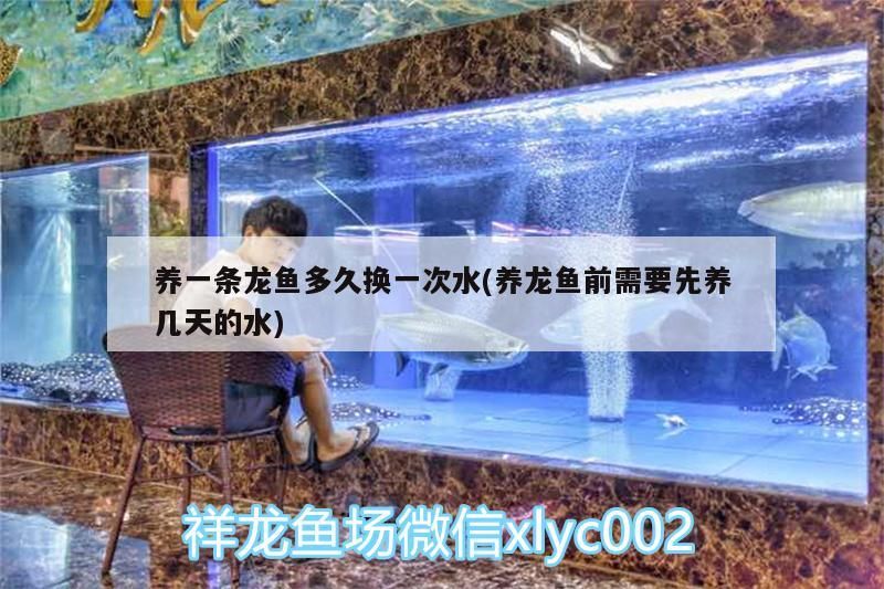 養一條龍魚多久換一次水(養龍魚前需要先養幾天的水)