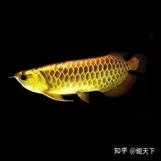 泰國虎魚在風水中的作用，泰國虎魚與龍魚混養的風水講究