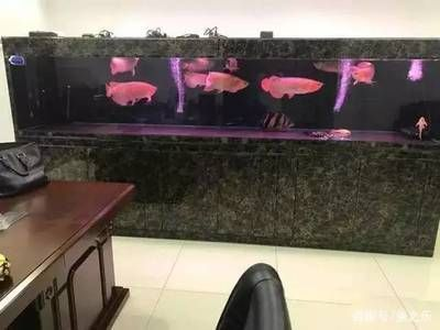 細(xì)線銀板魚苗與龍魚混養(yǎng)的成功案例，細(xì)線銀板魚苗與龍魚混養(yǎng)成功案例