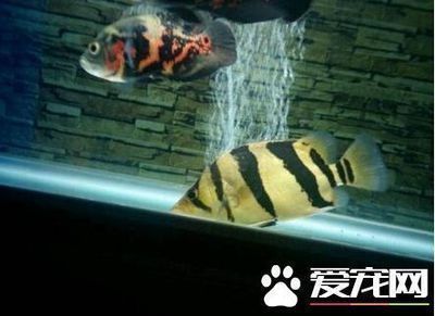 印尼虎魚苗混養最佳伴侶，印尼虎魚混養飼料選擇