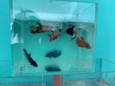 申古銀版魚混養(yǎng)空間要求，申古銀版魚混養(yǎng)時(shí)需要考慮的問題
