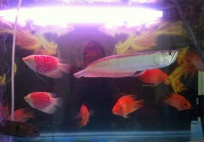 申古銀版魚混養(yǎng)空間要求，申古銀版魚混養(yǎng)時(shí)需要考慮的問題