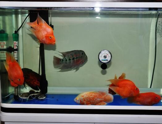 申古銀版魚混養(yǎng)空間要求，申古銀版魚混養(yǎng)時(shí)需要考慮的問題